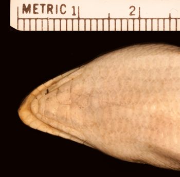 Media type: image;   Herpetology R-22352